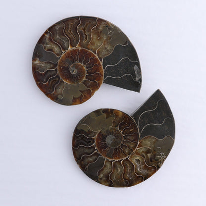 Ammonite Shells Set of 6 - Expert Wholesale and Supplier of Wholesale Crystals & Bulk Gemstones, ["Ammonite","Madagascar","shells"]