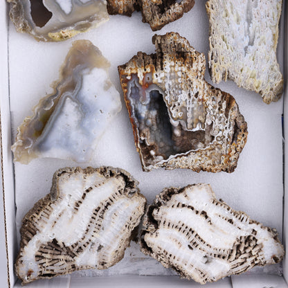 Agatized Coral Flat - Expert Wholesale and Supplier of Wholesale Crystals & Bulk Gemstones, ["Agate","Agatized Coral","Coral","United States"]