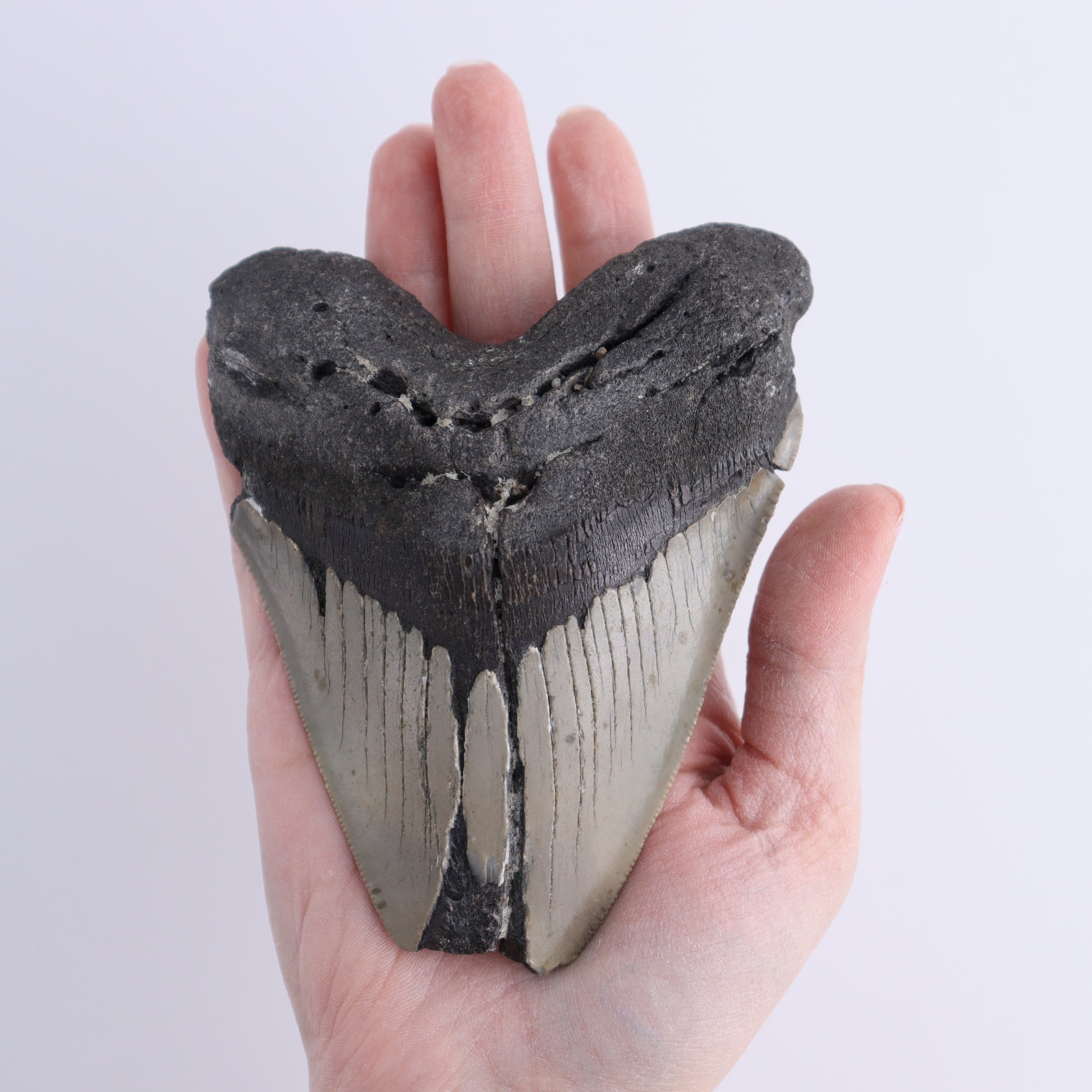 Megalodon Tooth - Expert Wholesale and Supplier of Wholesale Crystals & Bulk Gemstones, ["Megalodon Teeth","United States"]