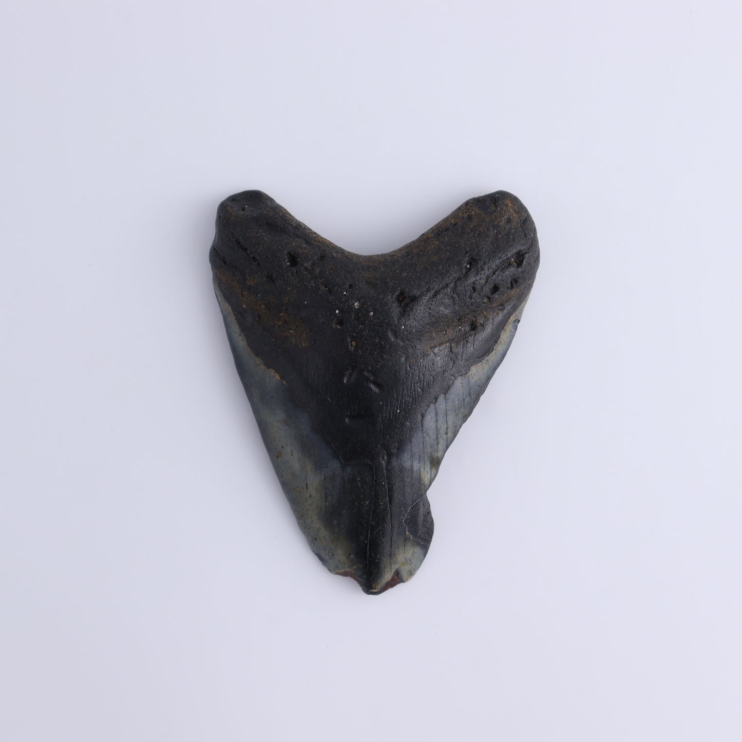 Megalodon Teeth Set of 3 - Expert Wholesale and Supplier of Wholesale Crystals & Bulk Gemstones, ["Megalodon Teeth","United States"]