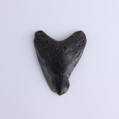 Megalodon Teeth Set of 3 - Expert Wholesale and Supplier of Wholesale Crystals & Bulk Gemstones, ["Megalodon Teeth","United States"]