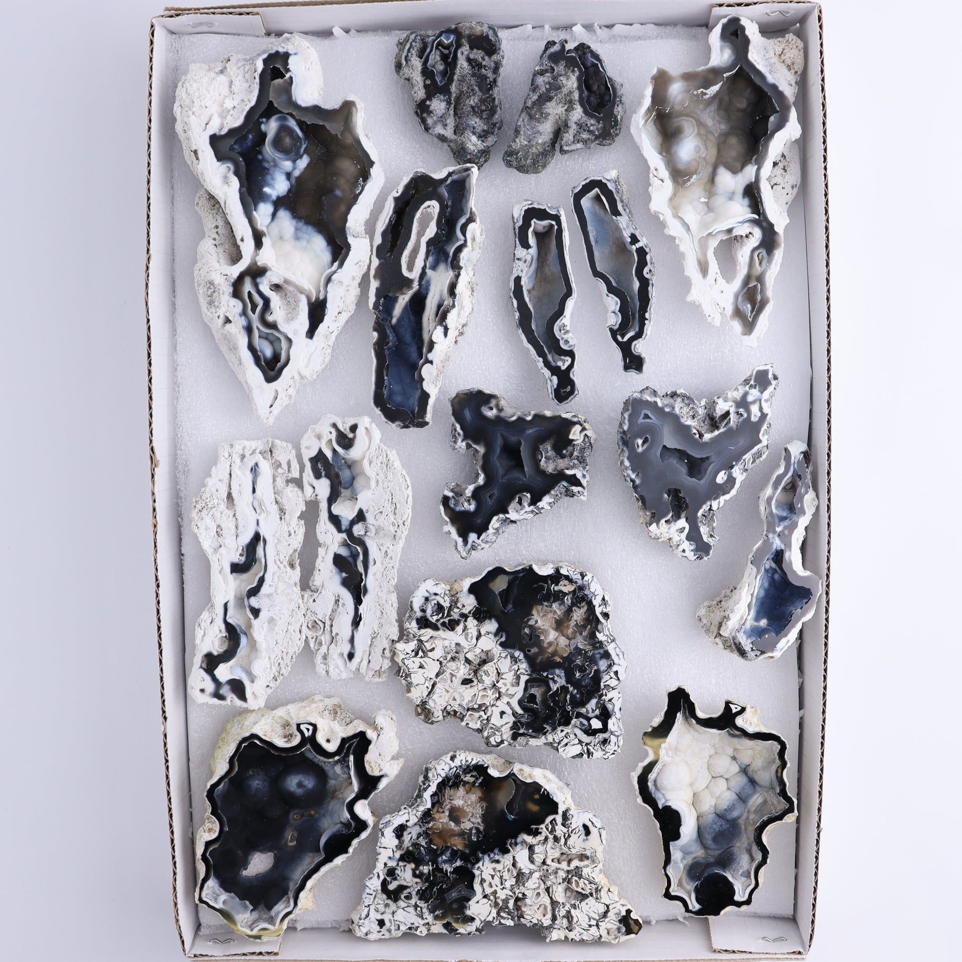 Agatized Coral Flat - Expert Wholesale and Supplier of Wholesale Crystals & Bulk Gemstones, ["Agate","Agatized Coral","Coral","United States"]