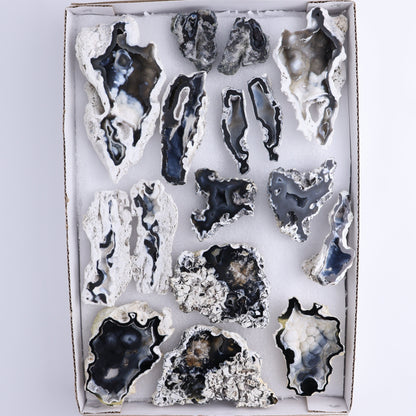 Agatized Coral Flat - Expert Wholesale and Supplier of Wholesale Crystals & Bulk Gemstones, ["Agate","Agatized Coral","Coral","United States"]