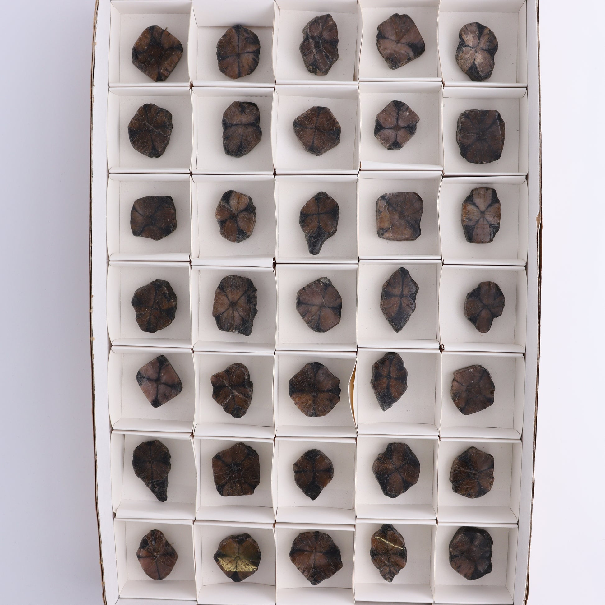 Chiastolite Flat of 35 - Expert Wholesale and Supplier of Wholesale Crystals & Bulk Gemstones, ["chiastolite","China","flat","Flats"]