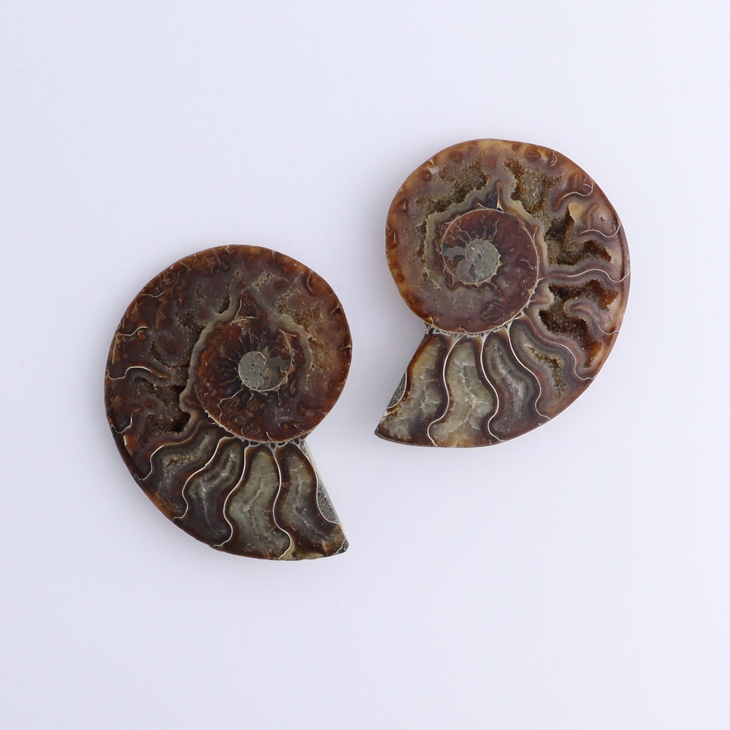 Ammonite Shells Set of 8 - Expert Wholesale and Supplier of Wholesale Crystals & Bulk Gemstones, ["Ammonite","Madagascar","shells"]