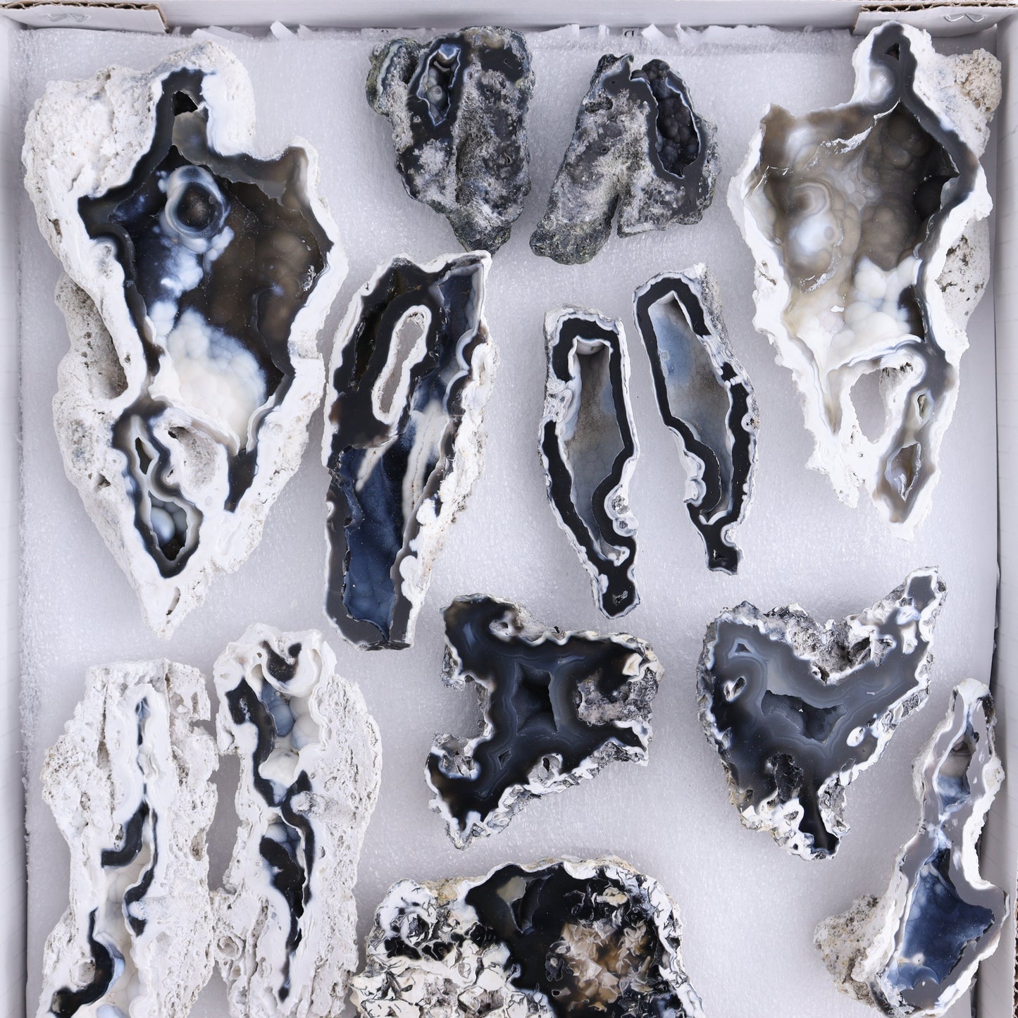 Agatized Coral Flat - Expert Wholesale and Supplier of Wholesale Crystals & Bulk Gemstones, ["Agate","Agatized Coral","Coral","United States"]