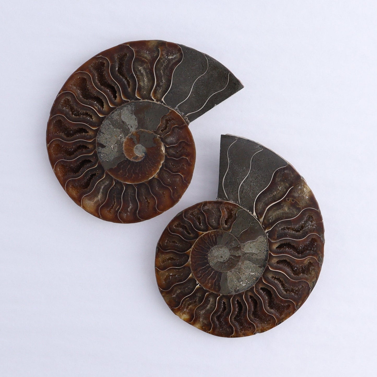 Ammonite Shells Set of 6 - Expert Wholesale and Supplier of Wholesale Crystals & Bulk Gemstones, ["Ammonite","Madagascar","shells"]