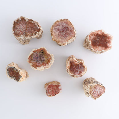 Petrified Wood Cut Bases Set of 8