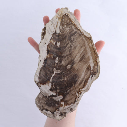 Petrified Wood Slices & Slabs Set of 3