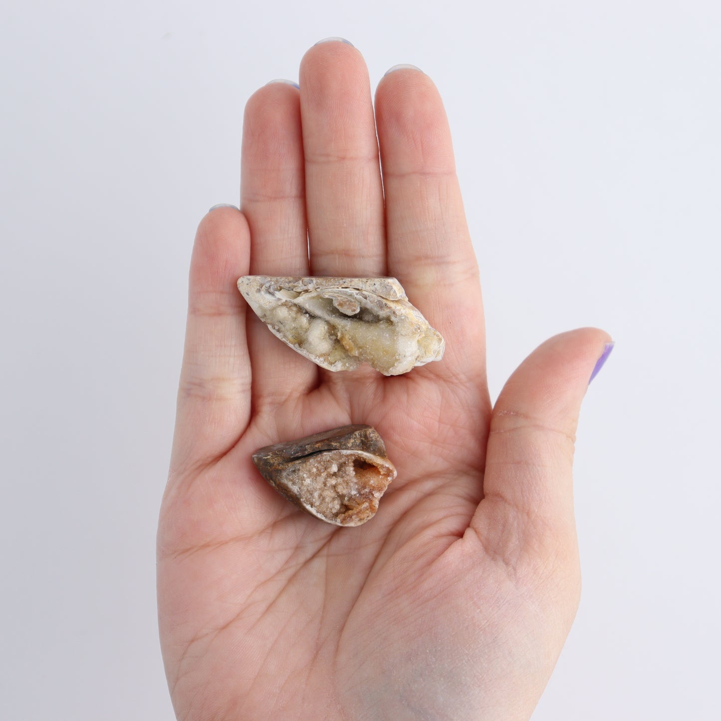 Crystalized Shells Set of 24 - Expert Wholesale and Supplier of Wholesale Crystals & Bulk Gemstones, ["Crystalized Shell","India","shell","shells"]