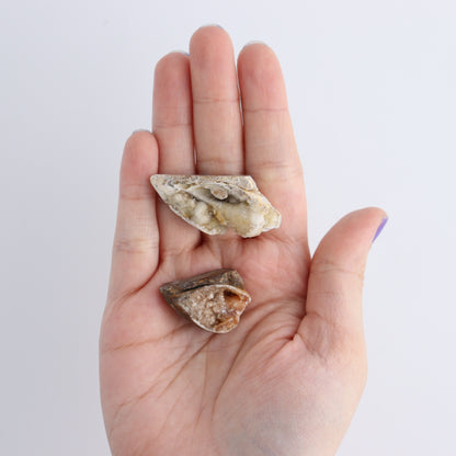 Crystalized Shells Set of 24 - Expert Wholesale and Supplier of Wholesale Crystals & Bulk Gemstones, ["Crystalized Shell","India","shell","shells"]