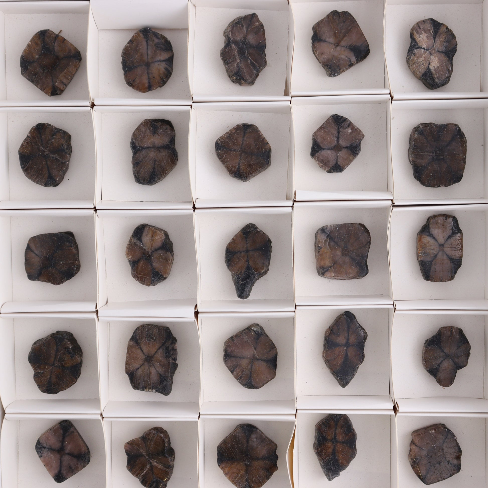 Chiastolite Flat of 35 - Expert Wholesale and Supplier of Wholesale Crystals & Bulk Gemstones, ["chiastolite","China","flat","Flats"]