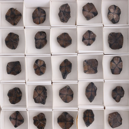 Chiastolite Flat of 35 - Expert Wholesale and Supplier of Wholesale Crystals & Bulk Gemstones, ["chiastolite","China","flat","Flats"]