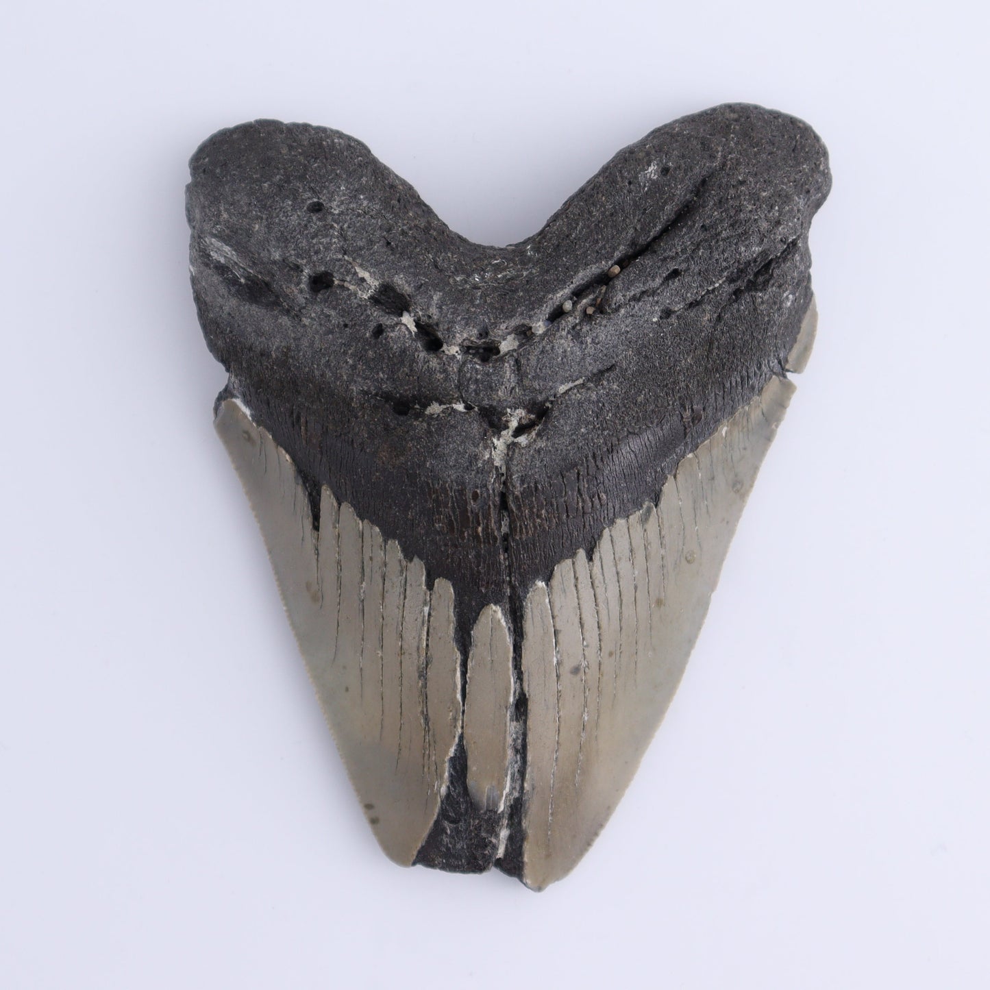 Megalodon Tooth - Expert Wholesale and Supplier of Wholesale Crystals & Bulk Gemstones, ["Megalodon Teeth","United States"]