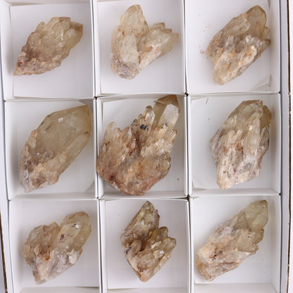Congo Citrine Set of 12