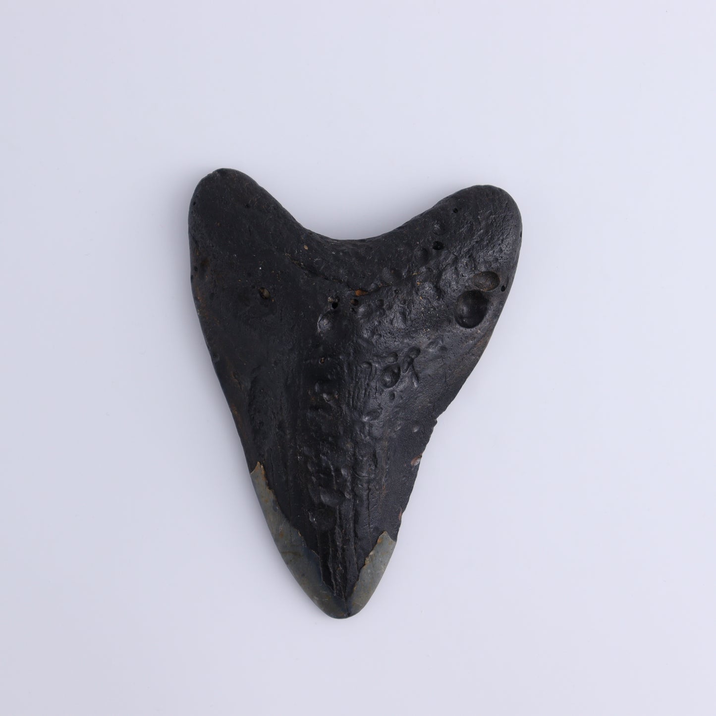 Megalodon Teeth Set of 3 - Expert Wholesale and Supplier of Wholesale Crystals & Bulk Gemstones, ["Megalodon Teeth","United States"]