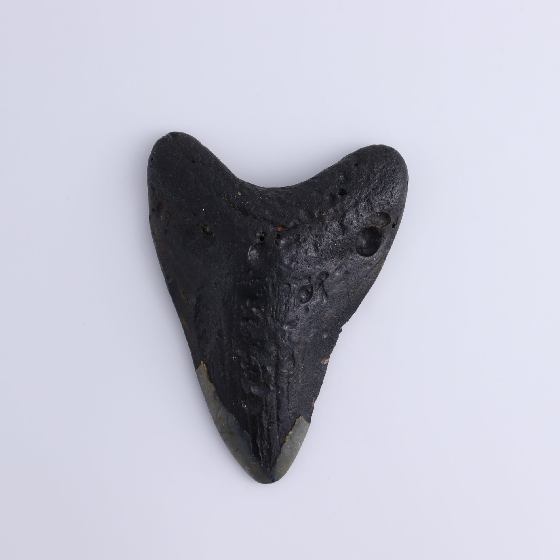Megalodon Teeth Set of 3 - Expert Wholesale and Supplier of Wholesale Crystals & Bulk Gemstones, ["Megalodon Teeth","United States"]