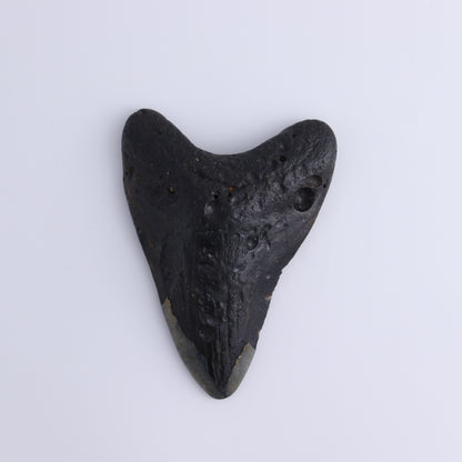 Megalodon Teeth Set of 3 - Expert Wholesale and Supplier of Wholesale Crystals & Bulk Gemstones, ["Megalodon Teeth","United States"]