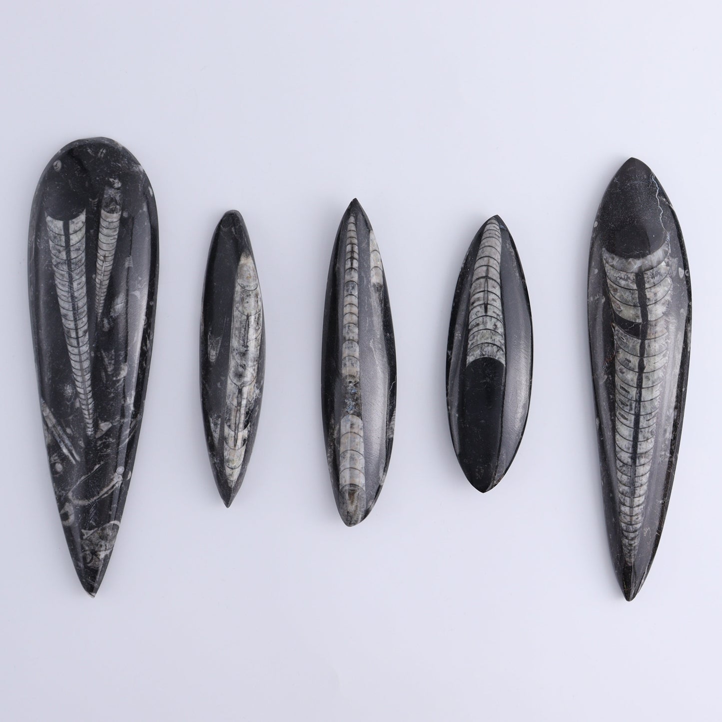 Orthoceras Polished Set of 5 - Expert Wholesale and Supplier of Wholesale Crystals & Bulk Gemstones, ["Orthoceras","Polished"]