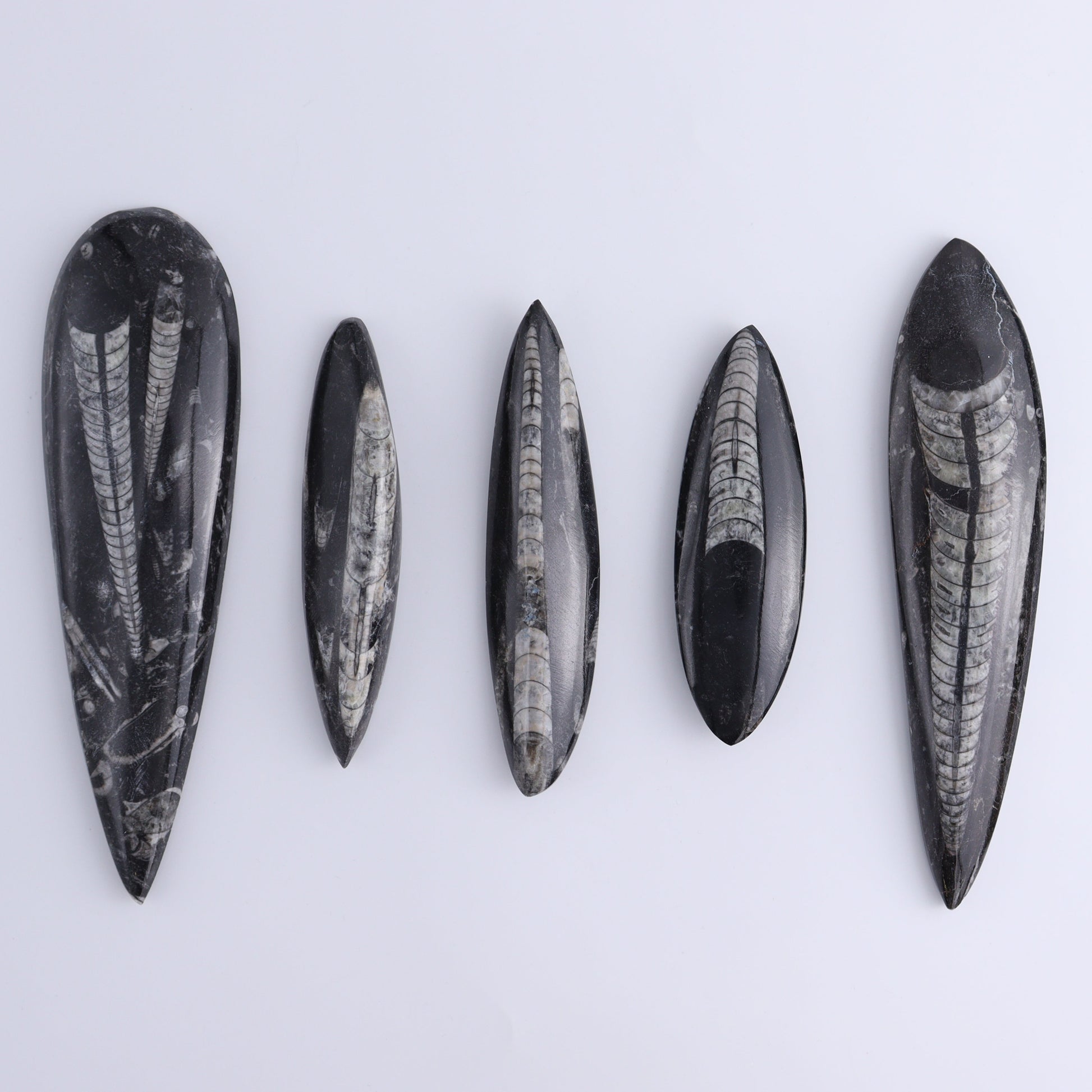 Orthoceras Polished Set of 5 - Expert Wholesale and Supplier of Wholesale Crystals & Bulk Gemstones, ["Orthoceras","Polished"]