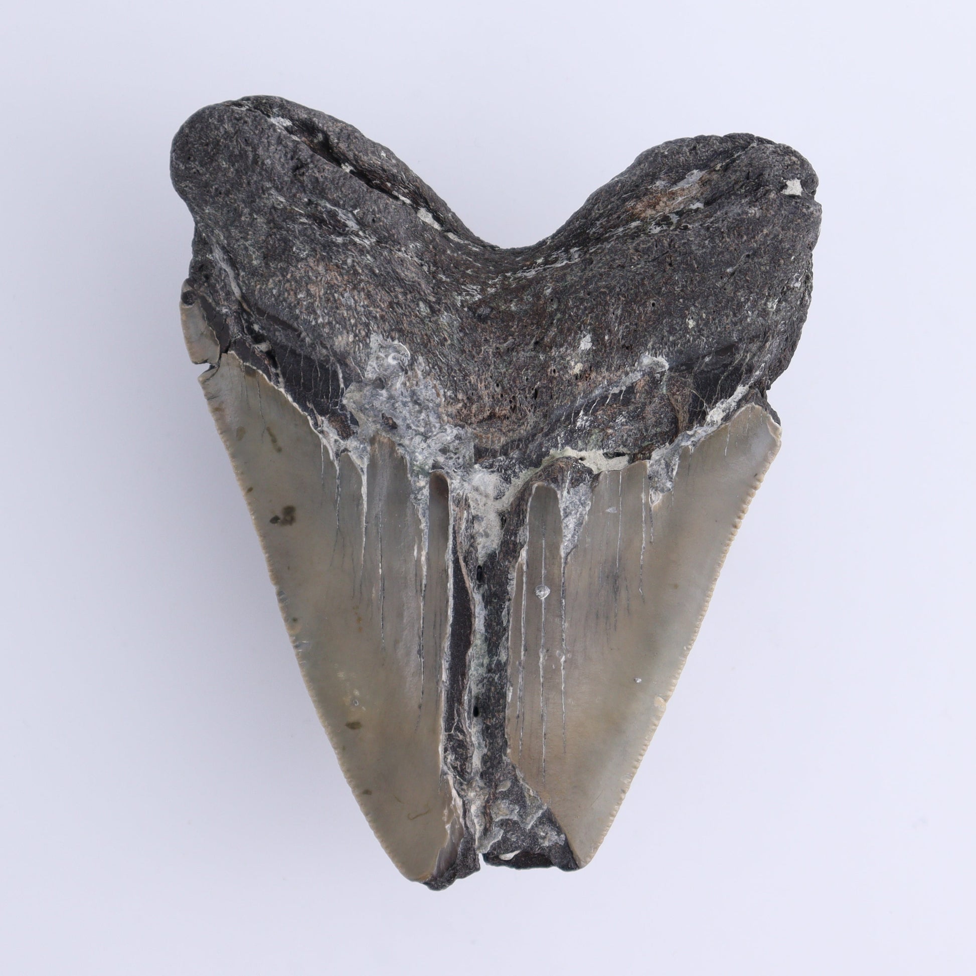 Megalodon Tooth - Expert Wholesale and Supplier of Wholesale Crystals & Bulk Gemstones, ["Megalodon Teeth","United States"]