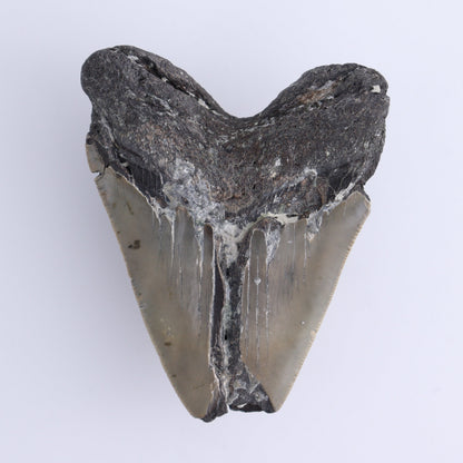 Megalodon Tooth - Expert Wholesale and Supplier of Wholesale Crystals & Bulk Gemstones, ["Megalodon Teeth","United States"]