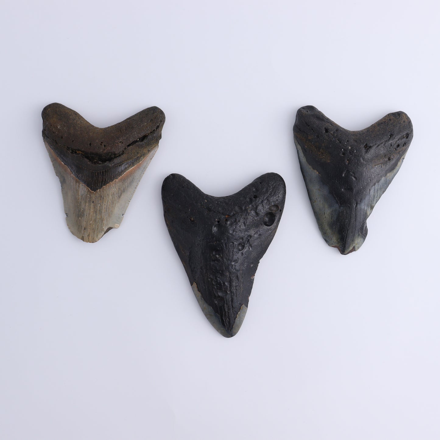 Megalodon Teeth Set of 3 - Expert Wholesale and Supplier of Wholesale Crystals & Bulk Gemstones, ["Megalodon Teeth","United States"]