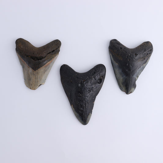 Megalodon Teeth Set of 3 - Expert Wholesale and Supplier of Wholesale Crystals & Bulk Gemstones, ["Megalodon Teeth","United States"]