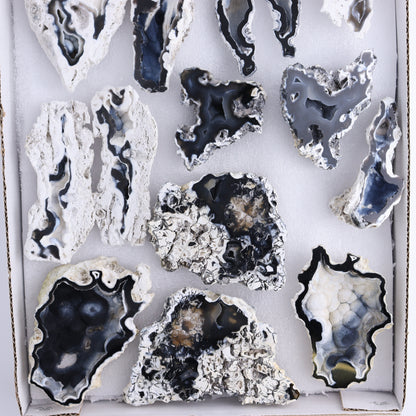Agatized Coral Flat - Expert Wholesale and Supplier of Wholesale Crystals & Bulk Gemstones, ["Agate","Agatized Coral","Coral","United States"]