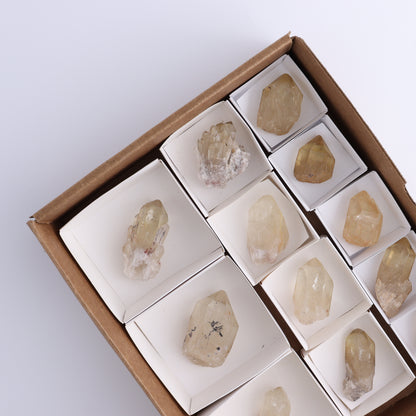 Congo Citrine Set of 12 - Expert Wholesale and Supplier of Wholesale Crystals & Bulk Gemstones, ["Citrine","Congo","Rough","Roughs"]