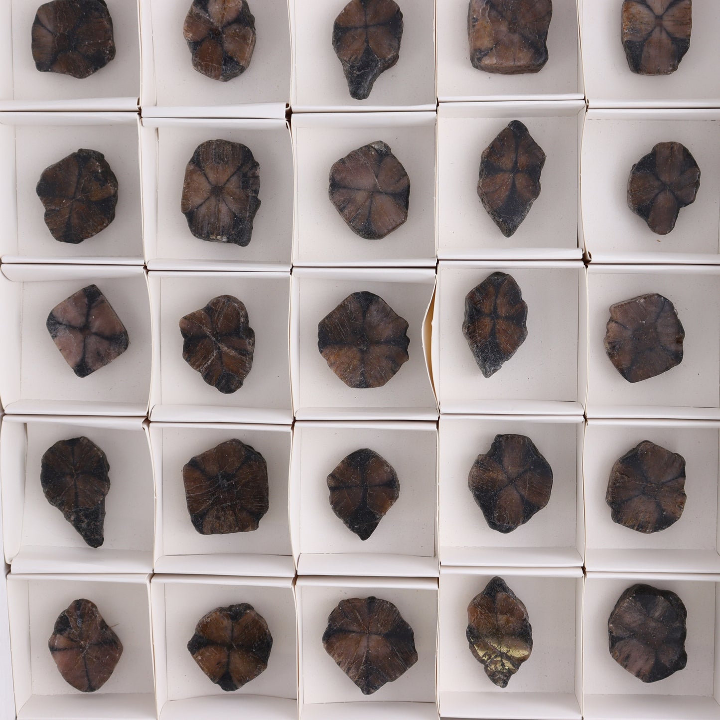 Chiastolite Flat of 35 - Expert Wholesale and Supplier of Wholesale Crystals & Bulk Gemstones, ["chiastolite","China","flat","Flats"]