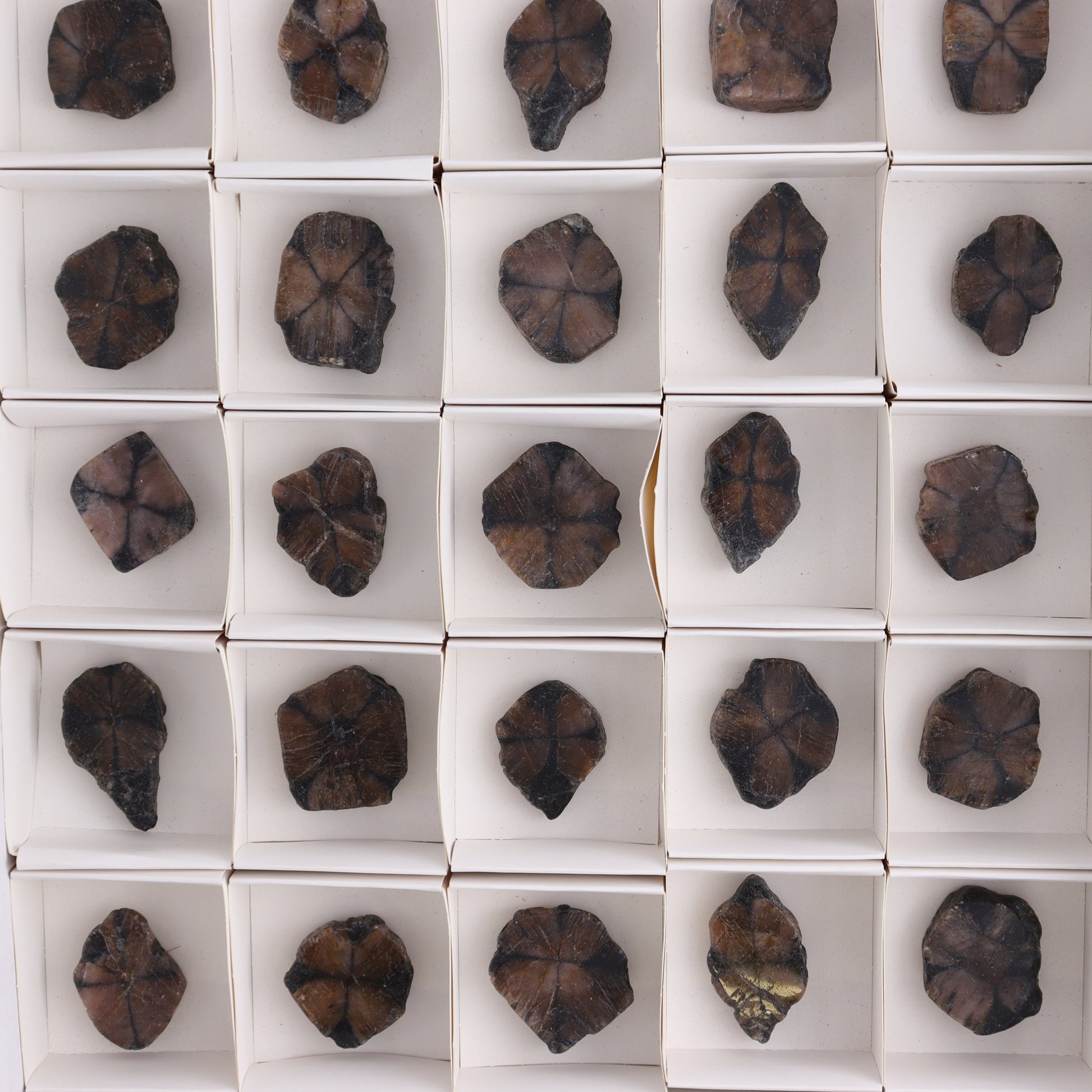 Chiastolite Flat of 35 - Expert Wholesale and Supplier of Wholesale Crystals & Bulk Gemstones, ["chiastolite","China","flat","Flats"]