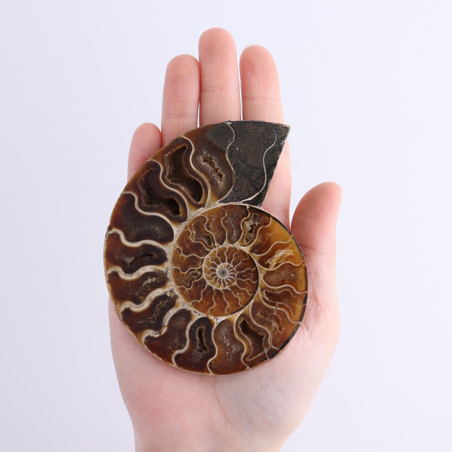 Ammonite Shells Set of 8 - Expert Wholesale and Supplier of Wholesale Crystals & Bulk Gemstones, ["Ammonite","Madagascar","shells"]