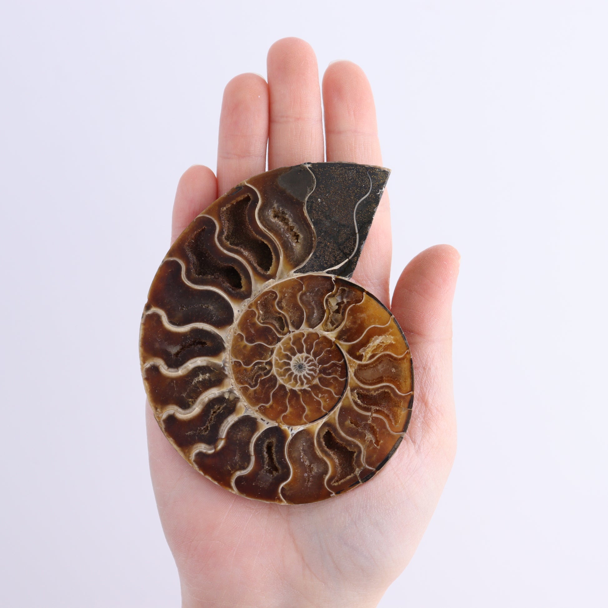 Ammonite Shells Set of 8 - Expert Wholesale and Supplier of Wholesale Crystals & Bulk Gemstones, ["Ammonite","Madagascar","shells"]