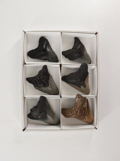 Megalodon Teeth Set of 6