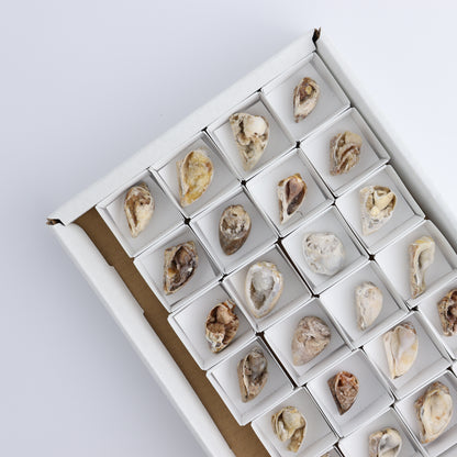 Crystalized Shells Set of 24 - Expert Wholesale and Supplier of Wholesale Crystals & Bulk Gemstones, ["Crystalized Shell","India","shell","shells"]