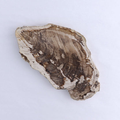 Petrified Wood Slices & Slabs Set of 3