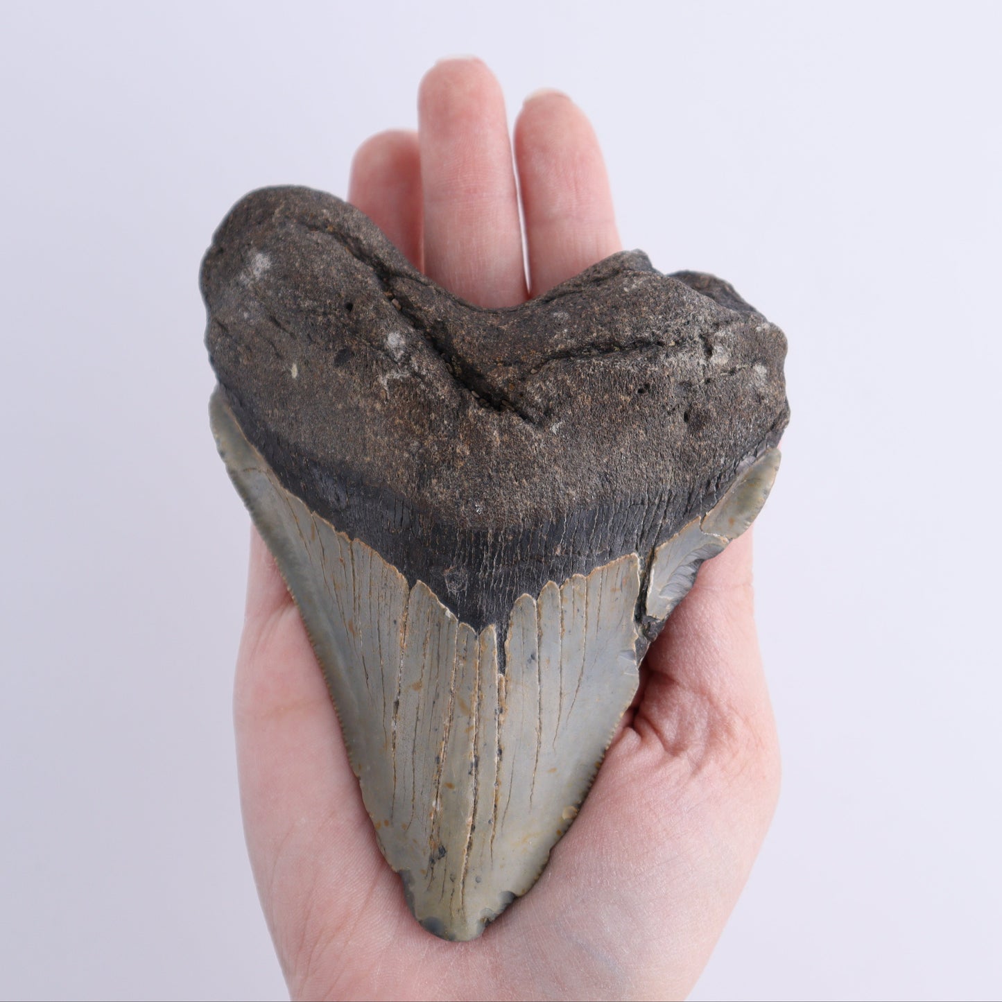 Megalodon Tooth - Expert Wholesale and Supplier of Wholesale Crystals & Bulk Gemstones, ["Megalodon Teeth","United States"]