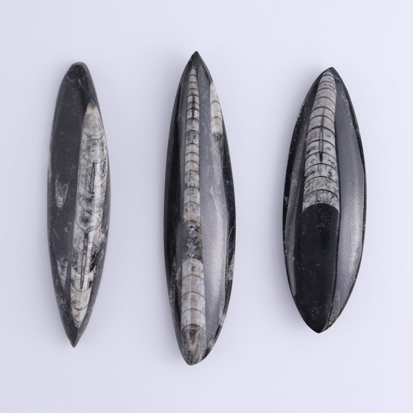 Orthoceras Polished Set of 5 - Expert Wholesale and Supplier of Wholesale Crystals & Bulk Gemstones, ["Orthoceras","Polished"]