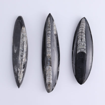 Orthoceras Polished Set of 5 - Expert Wholesale and Supplier of Wholesale Crystals & Bulk Gemstones, ["Orthoceras","Polished"]