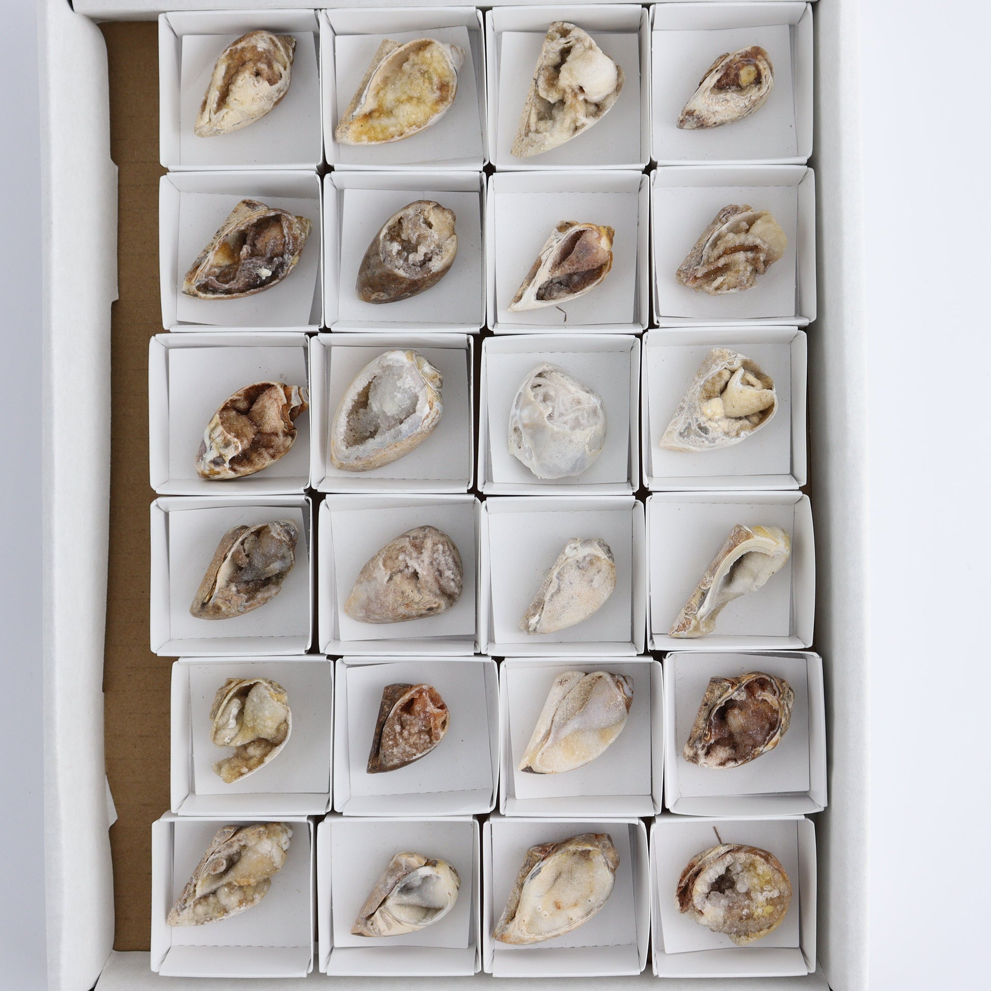 Crystalized Shells Set of 24 - Expert Wholesale and Supplier of Wholesale Crystals & Bulk Gemstones, ["Crystalized Shell","India","shell","shells"]