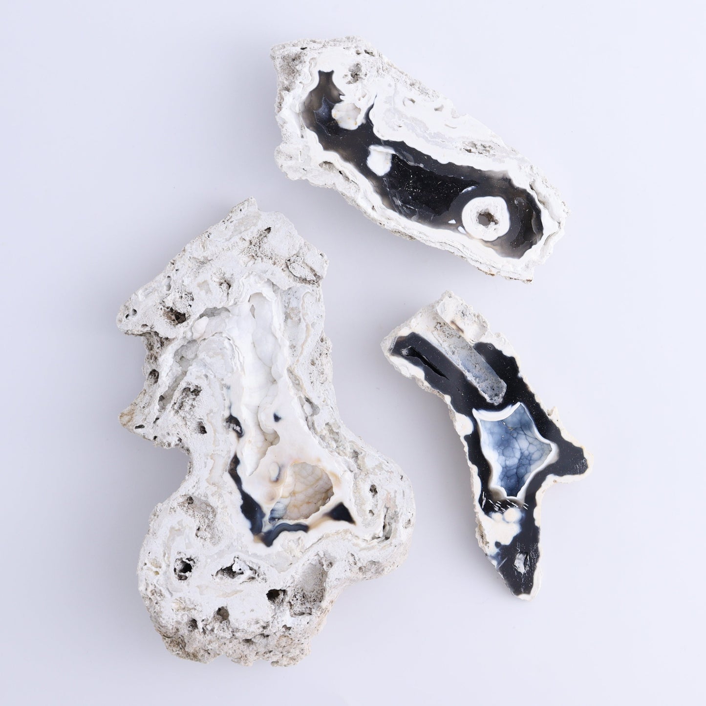 Agatized Coral Flat - Expert Wholesale and Supplier of Wholesale Crystals & Bulk Gemstones, ["Agate","Agatized Coral","Coral","United States"]