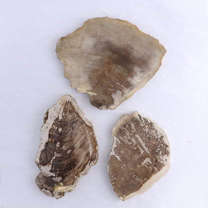 Petrified Wood Slices & Slabs Set of 3