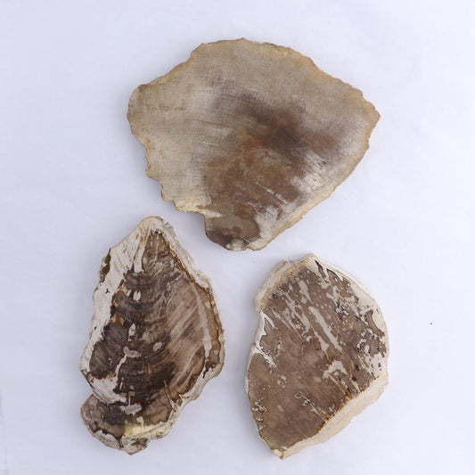 Petrified Wood Slices & Slabs Set of 3