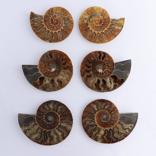 Ammonite Shells Set of 6 - Expert Wholesale and Supplier of Wholesale Crystals & Bulk Gemstones, ["Ammonite","Madagascar","shells"]