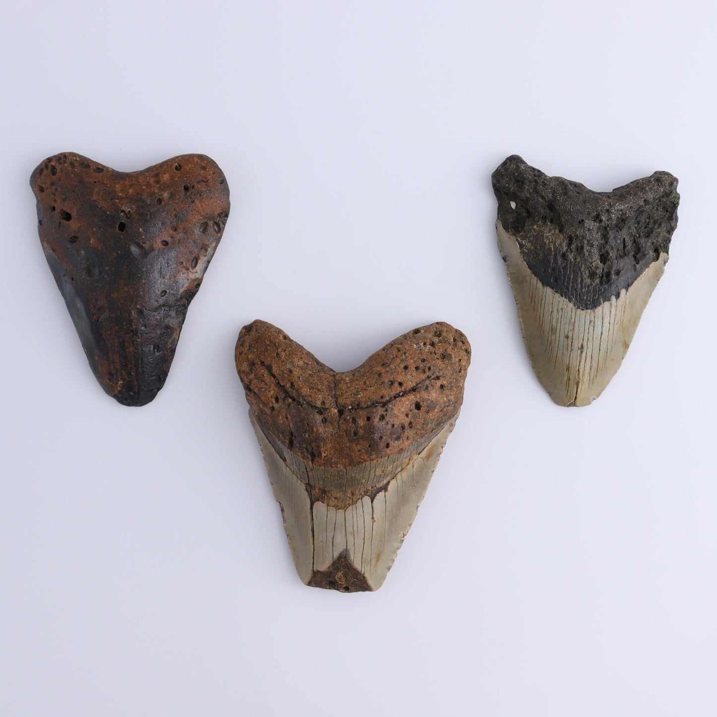 Megalodon Teeth Set of 3 - Expert Wholesale and Supplier of Wholesale Crystals & Bulk Gemstones, ["Megalodon Teeth","United States"]