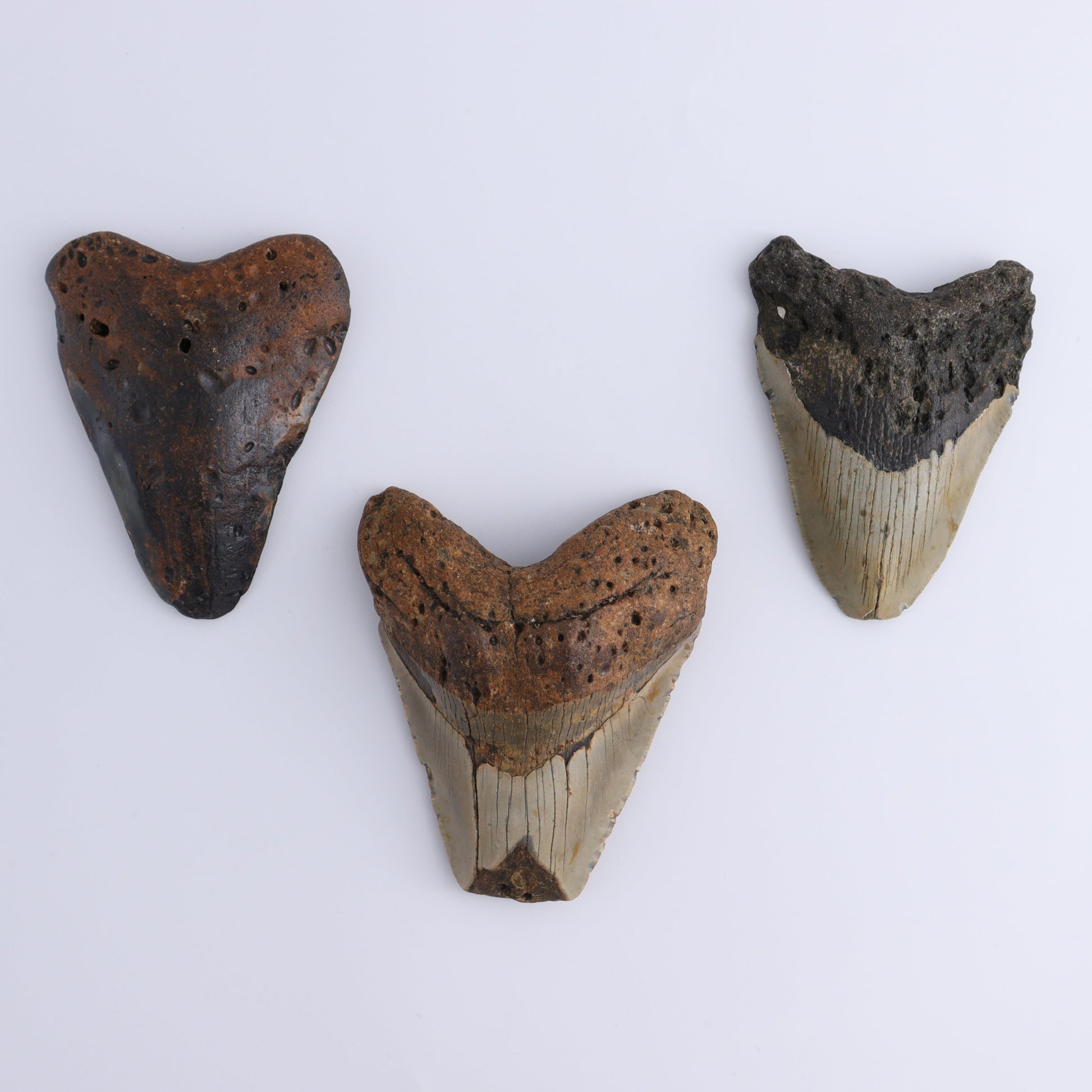 Megalodon Teeth Set of 3 - Expert Wholesale and Supplier of Wholesale Crystals & Bulk Gemstones, ["Megalodon Teeth","United States"]