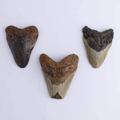 Megalodon Teeth Set of 3 - Expert Wholesale and Supplier of Wholesale Crystals & Bulk Gemstones, ["Megalodon Teeth","United States"]