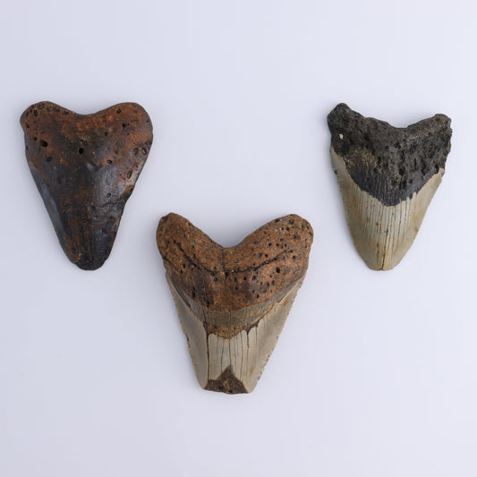 Megalodon Teeth Set of 3 - Expert Wholesale and Supplier of Wholesale Crystals & Bulk Gemstones, ["Megalodon Teeth","United States"]
