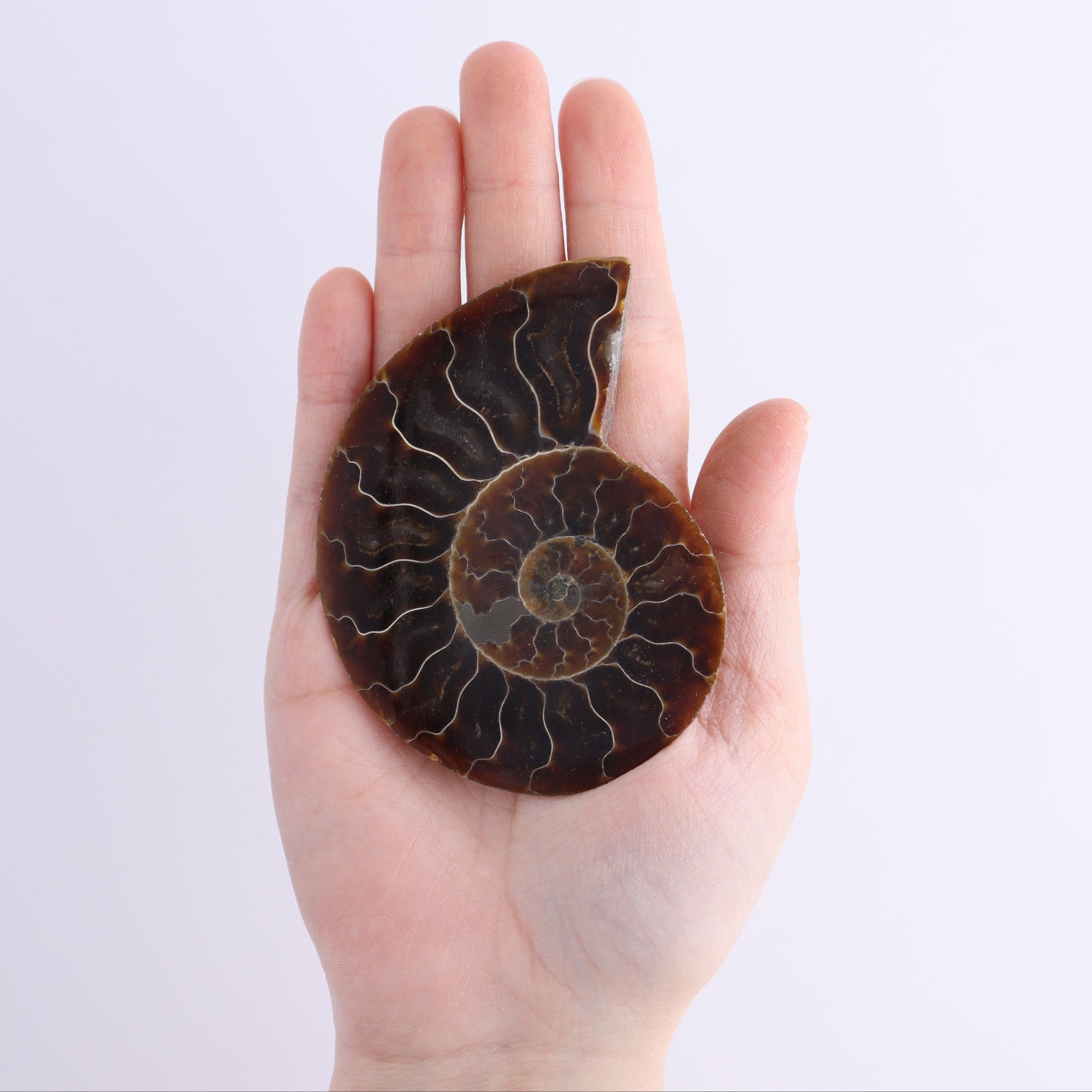 Ammonite Shells Set of 8 - Expert Wholesale and Supplier of Wholesale Crystals & Bulk Gemstones, ["Ammonite","Madagascar","shells"]